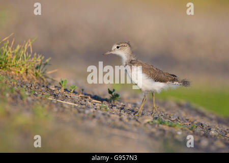 Baby Spotted Flussuferläufer (Actitis Macularius Sy Actitis Macularia) Stockfoto