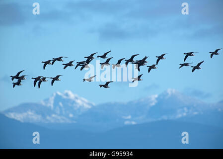 Brant Gänse kommen im Frühjahr auf Vancouver Island Westküste von Kanada.  SCO 10.521. Stockfoto