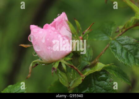 Eine einheitliche, perfekte, blasse rosa, wilde Rose in Regentropfen bedeckt. Stockfoto