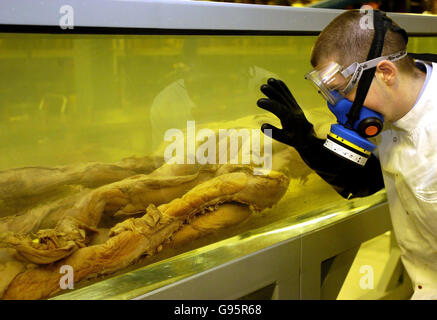 Tiere Tintenfisch Stockfoto