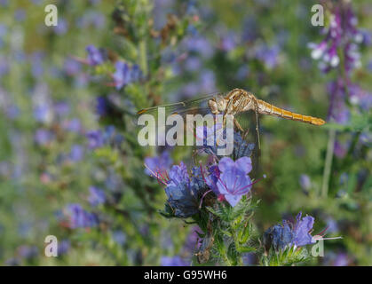 Gemeinsamen Darter Libelle auf blaue Blume Stockfoto