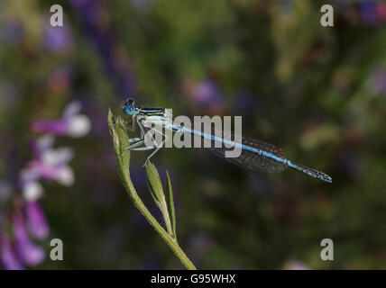 Nahaufnahme von Damselfly sitzen auf Anlage Stockfoto