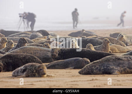 Atlantik grau versiegeln Halichoerus Grypus mit Fotografen über Donna Nook Lincolnshire England Stockfoto