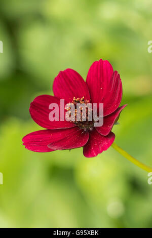 Kosmos jährliche Garten Blume. Stockfoto