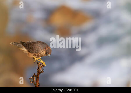 Wanderfalke (Falco Peregrinus). Juvenile Raubvogel auf Kaktus Baum bei Sonnenuntergang gesehen von oben der Bird Of prey Stockfoto