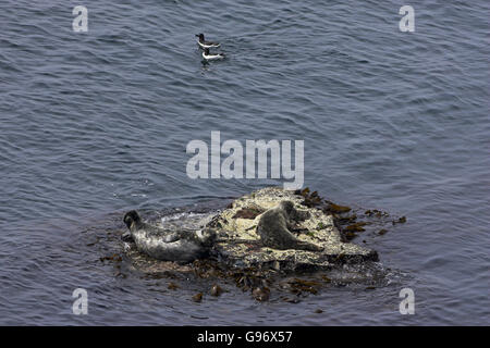 Atlantik grau grau versiegelt Halichoerus Grypus ruht auf küstennahen Felsen Isle of May Firth of Forth-Schottland Stockfoto