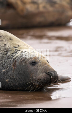 Atlantische Kegelrobben Halichoerus Grypus ruht auf Sandbank bei Ebbe Donna Nook Lincolnshire Wildlife Trust Nature Reserve Stockfoto