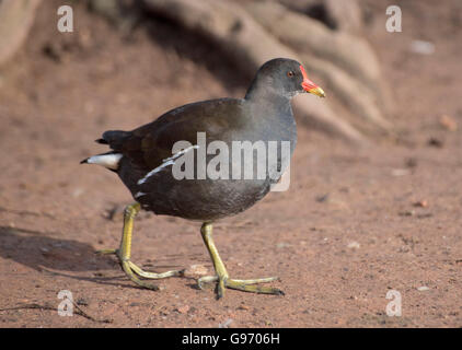 Teichhuhn zu Fuß an land Stockfoto