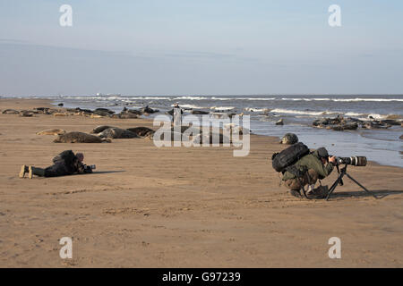 Atlantik grau versiegeln Halichoerus Grypus und Fotografen Lincolnshire England Stockfoto