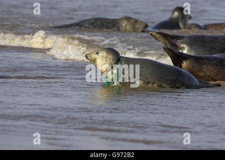 Atlantik grau versiegeln Halichoerus Grypus mit Fischernetz um seinen Hals Lincolnshire England Stockfoto