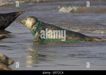 Atlantik grau versiegeln Halichoerus Grypus mit Fischernetz um seinen Hals Lincolnshire England Stockfoto