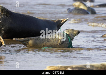 Atlantik grau versiegeln Halichoerus Grypus mit Fischernetz um seinen Hals Lincolnshire England Stockfoto