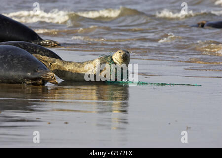 Atlantik grau versiegeln Halichoerus Grypus mit Fischernetz um seinen Hals Lincolnshire England Stockfoto