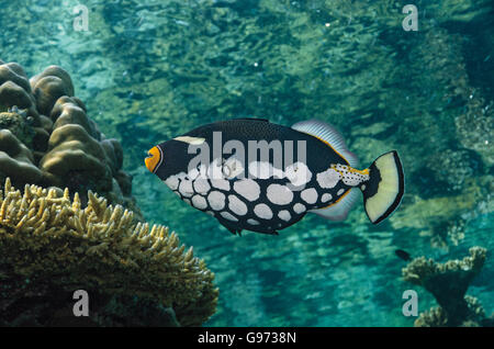 Clown Drückerfisch, Balistoides Conspicillum, Schwimmen über Korallenriffe auf den Malediven, Indischer Ozean Stockfoto