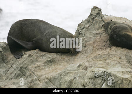 New Zealand Seebär Arctocephalus Forsteri Neuseeland Stockfoto