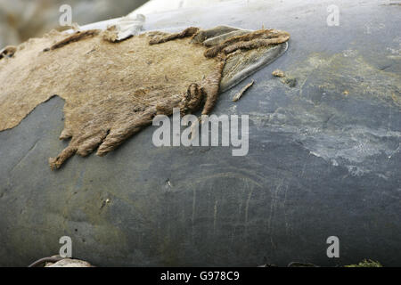 Southern Elephant seal Mirounga Leonina Mauser Falkland-Inseln Stockfoto