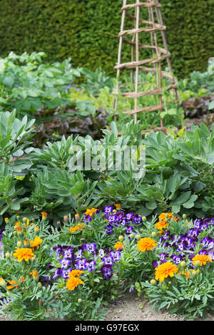 Ringelblumen und Veilchen in einem Gemüse Garten Grenze gepflanzt. UK Stockfoto