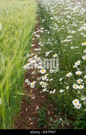 Blumen-Oxeye Gänseblümchen eine Ackerfläche Rand entlang der Kante des ein Gerstenfeld in den Cotswolds. England Stockfoto