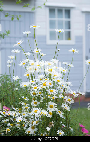 Leucanthemum Vulgare. Blumen-Oxeye Gänseblümchen vor einem Haus. Chipping Campden, Gloucestershire, Cotswolds. England Stockfoto