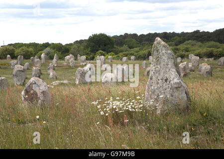 Carnac Stones auf megalithischen Website Menec Achsen Carnac Brittany France Stockfoto