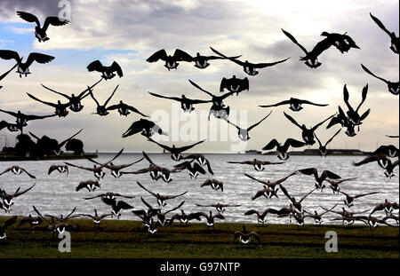 Brent Gänse starten von Clontarf Straße in Nord-Dublin, Freitag, 31. März 2006. DRÜCKEN Sie VERBANDSFOTO. Bildnachweis sollte lauten: Niall Carson/PA. Stockfoto