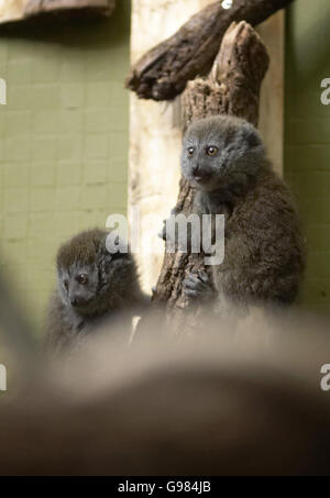 Tiere-Lemuren Stockfoto