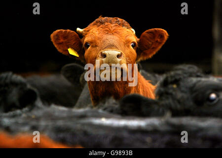 EU-Rindfleisch Stockfoto