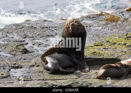 Südliche Seelöwen Otaria Flavescens männlich ruht auf Felsen am Ufer düsterer Island-Falkland-Inseln Stockfoto