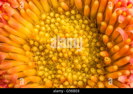 Eine extreme Nahaufnahme des Kerns eine Gerbera Daisy. Stockfoto