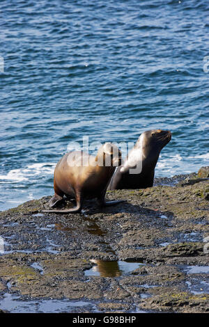 Südliche Seelöwen Otaria Flavescens Weibchen auf der felsigen Ufer düsterer Island-Falkland-Inseln Stockfoto