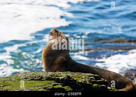 Südliche Seelöwen Otaria Flavescens männlich ruht auf felsigen Ufer düsterer Island-Falkland-Inseln Stockfoto