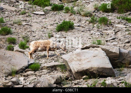 Dickhornschaf Ovis Canadensis Erwachsene mit tracking-Kragen auf felsigen Hügel Gardiner Canyon Yellowstone-Nationalpark, Wyoming USA Stockfoto