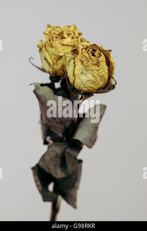 Eine getrocknete gelbe Rose Stockfoto