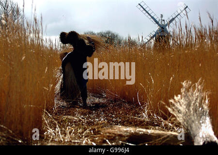 Eric Edwards, ein Schilfschneider für die Norfolk Broads Authority, sammelt das letzte der Winterröhren in Turf Fen, in der Nähe von Wroxham, Mittwoch, 5. April 2006. Die Schilfsaison beginnt Mitte Dezember und endet Anfang April. Das Reetschieren mit seiner Nachfrage nach hochwertigem Reed wird wahrscheinlich die Hauptverwendung von East Anglian Reed bleiben. Ein Dach mit hochwertigem Schilf und einem erfahrenen thatcher wird bis zu 80 Jahre im Osten und 50 Jahre im nasseren Südwesten Englands halten. Foto. DRÜCKEN Sie VERBANDSFOTO. Bildnachweis sollte lauten: Chris Radburn/PA. Stockfoto