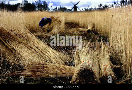 Eric Edwards, ein Schilfschneider für die Norfolk Broads Authority, sammelt das letzte der Winterröhren in Turf Fen, in der Nähe von Wroxham, Mittwoch, 5. April 2006. Die Schilfsaison beginnt Mitte Dezember und endet Anfang April. Das Reetschieren mit seiner Nachfrage nach hochwertigem Reed wird wahrscheinlich die Hauptverwendung von East Anglian Reed bleiben. Ein Dach mit hochwertigem Schilf und einem erfahrenen thatcher wird bis zu 80 Jahre im Osten und 50 Jahre im nasseren Südwesten Englands halten. Foto. DRÜCKEN Sie VERBANDSFOTO. Bildnachweis sollte lauten: Chris Radburn/PA. Stockfoto