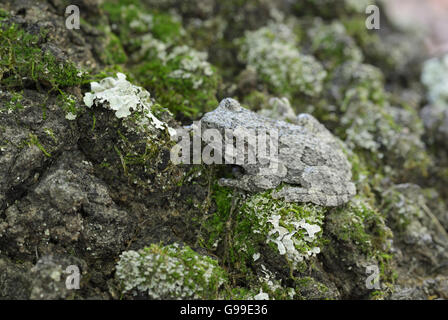 Nördlichen grau Baumfrosch Hyla versicolor, nordöstliche Vereinigte Staaten Stockfoto