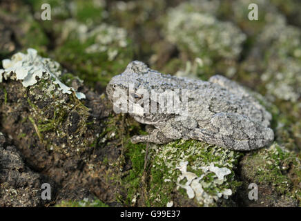 Nördlichen grau Baumfrosch Hyla versicolor, nordöstliche Vereinigte Staaten Stockfoto