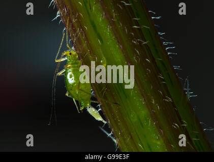 Gemeinsamen Brennnessel Blattlaus Microlophium Carnosum reproduzieren Stockfoto