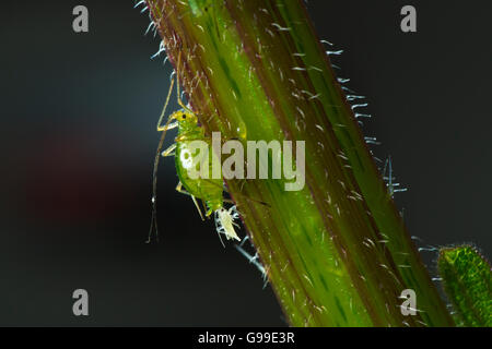 Gemeinsamen Brennnessel Blattlaus Microlophium Carnosum reproduzieren Stockfoto