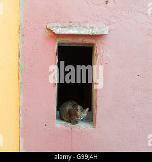 Neugierige Katze sitzt in einem Fenster Stockfoto