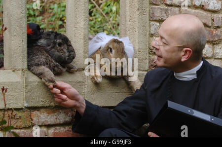'Vater' Andrew Hill mit Riesenkaninchen Roberto (L) und Amy in Wookey Hole, Somerset, Dienstag, 4. April 2006. TierquälerInnen kritisierten heute einen Stunt, in dem die beiden Riesenkaninchen in einer imitierten Hochzeitszeremonie verheiratet wurden. Die kontinentalen Riesenkaninchen wurden für die Veranstaltung in den Wookey Hole Caves in der Nähe von Wells in Somerset in Hochzeitskostümen gekleidet. Der Stunt wurde als die erste Kaninchenhochzeit Großbritanniens berechnet. Die Kaninchen sind beide mehr als 1,2 m lang und jedes wiegt knapp drei Steine. Roberto, drei Jahre alt, ist 1,80 m lang und gilt als das größte Kaninchen der Welt. Stockfoto