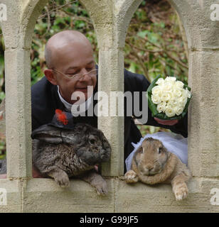 'Vater' Andrew Hill mit Riesenkaninchen Roberto (L) und Amy in Wookey Hole, Somerset, Dienstag, 4. April 2006. TierquälerInnen kritisierten heute einen Stunt, in dem die beiden Riesenkaninchen in einer imitierten Hochzeitszeremonie verheiratet wurden. Die kontinentalen Riesenkaninchen wurden für die Veranstaltung in den Wookey Hole Caves in der Nähe von Wells in Somerset in Hochzeitskostümen gekleidet. Der Stunt wurde als die erste Kaninchenhochzeit Großbritanniens berechnet. Die Kaninchen sind beide mehr als 1,2 m lang und jedes wiegt knapp drei Steine. Roberto, drei Jahre alt, ist 1,80 m lang und gilt als das größte Kaninchen der Welt. Stockfoto