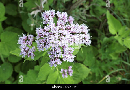 Hanf Agrimony (Eupatorium cannabinum) in Blüte, Großbritannien Stockfoto