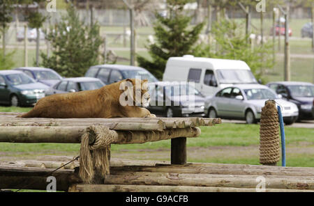 Besucher des Blair Drummond Safari Park in der Nähe von Stirling sehen African Lions von ihren Autos aus. Stockfoto