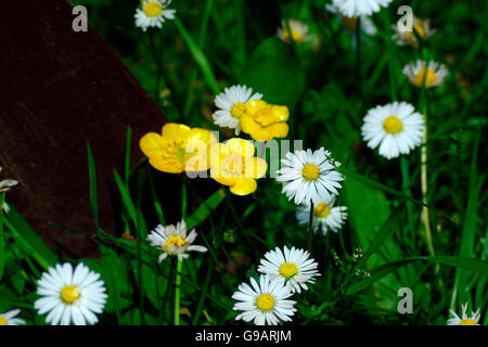 BUTTERBLUMEN & DAISYS Stockfoto