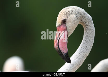 Mehr Flamingo (Phoenicopterus Roseus) Stockfoto