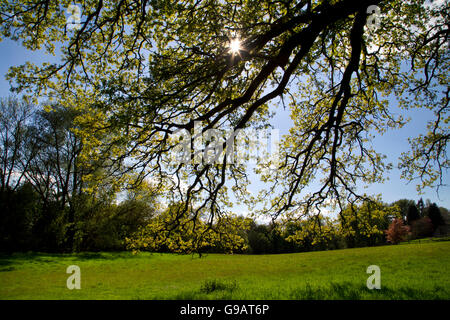 Feder leicht shinning durch Eiche Stockfoto