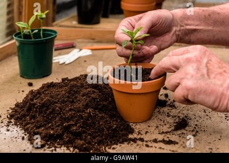 Verguss bis junge Sämlinge in einem einzigen Topf. Umpflanzen, verpflanzen. Stockfoto