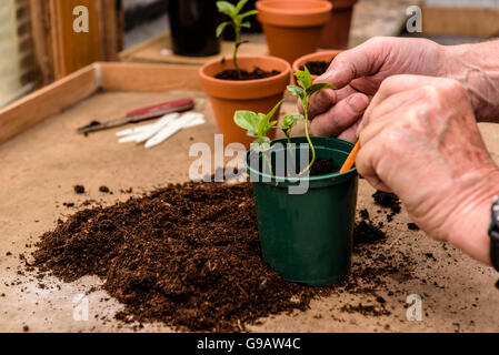 Verguss bis junge Sämlinge in einem einzigen Topf. Umpflanzen, verpflanzen. Stockfoto