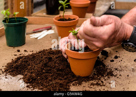 Verguss bis junge Sämlinge in einem einzigen Topf. Umpflanzen, verpflanzen. Stockfoto